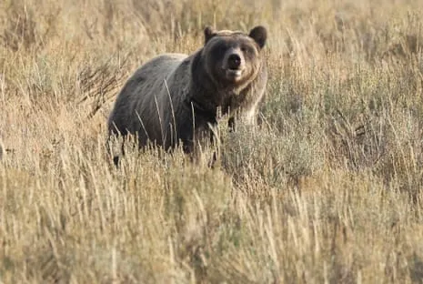Trail Walker Assaulted by Grizzly in Yellowstone Flown to Trauma Center