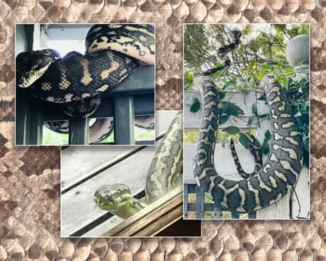 Embracing my Reptiles in the Roof: An Evolution from Dread to Respect